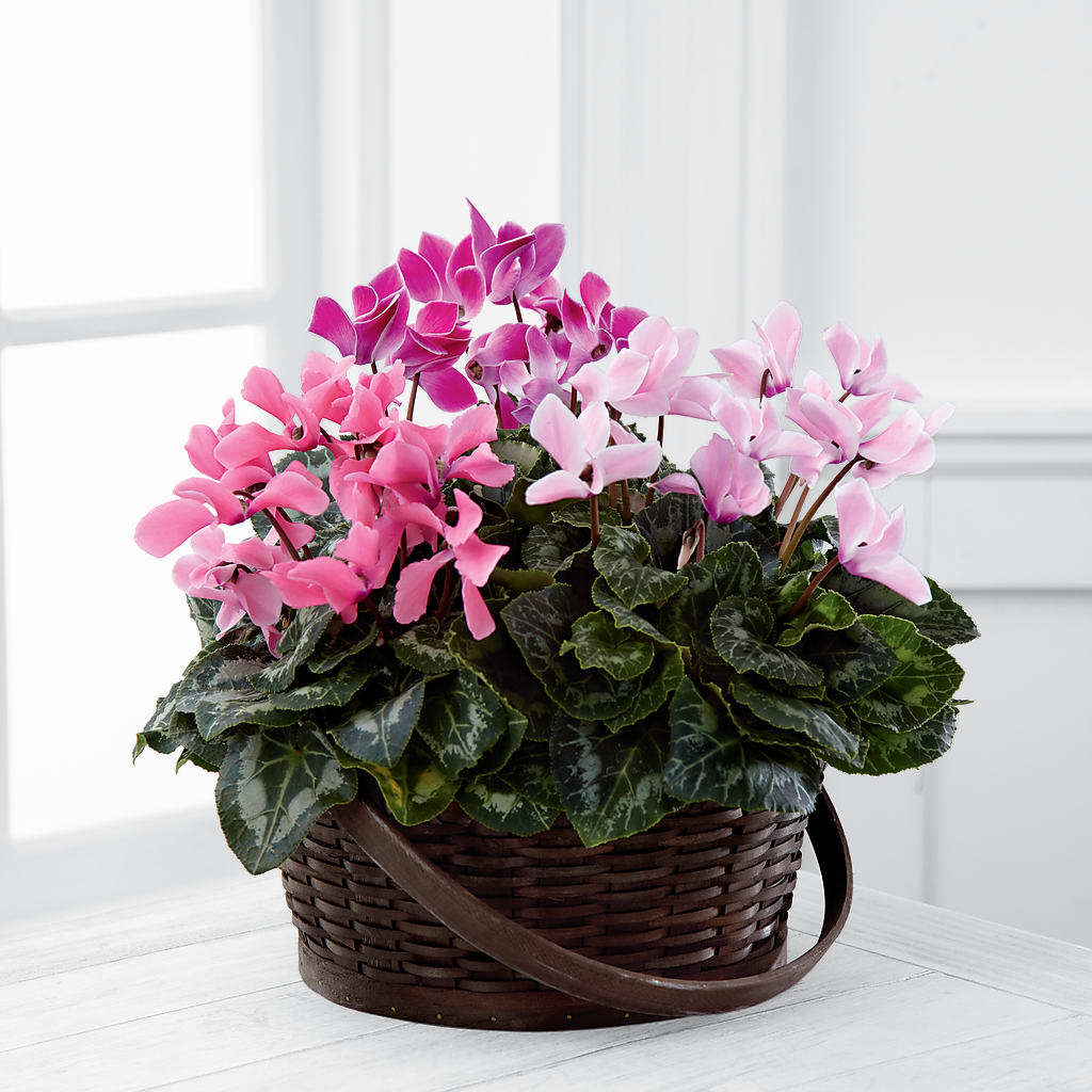 Mixed Cyclamen Planter – Grass Valley Florist, Grass Valley CA