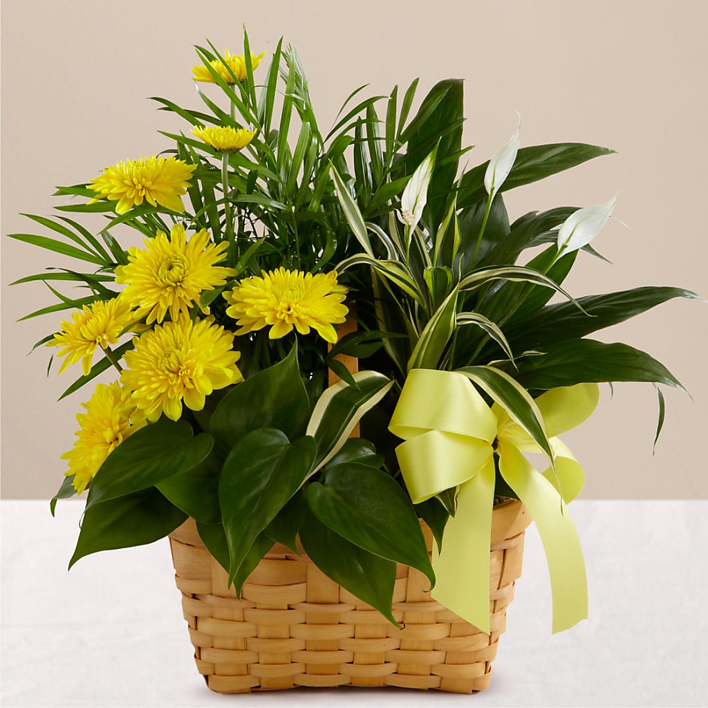 Loving Light Dishgarden – Grass Valley Florist, Grass Valley CA