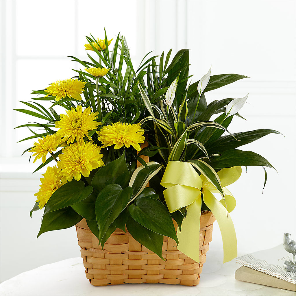 Loving Light Dishgarden – Grass Valley Florist, Grass Valley CA