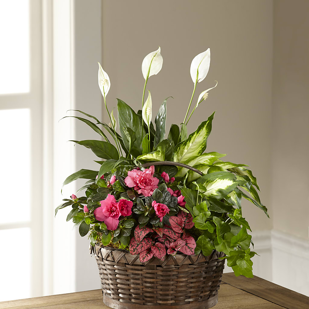 Dream in Pink Dishgarden – Grass Valley Florist, Grass Valley CA