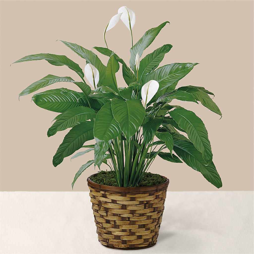 Tranquil Moments Peace Lily Plant – Grass Valley Florist, Grass Valley CA