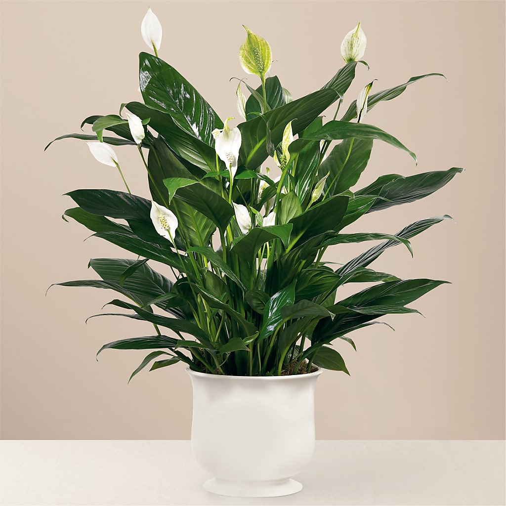 Comfort Planter – Grass Valley Florist, Grass Valley CA
