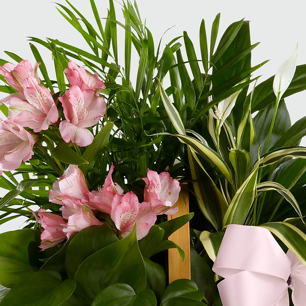 Living Spirit Dishgarden – Grass Valley Florist, Grass Valley CA