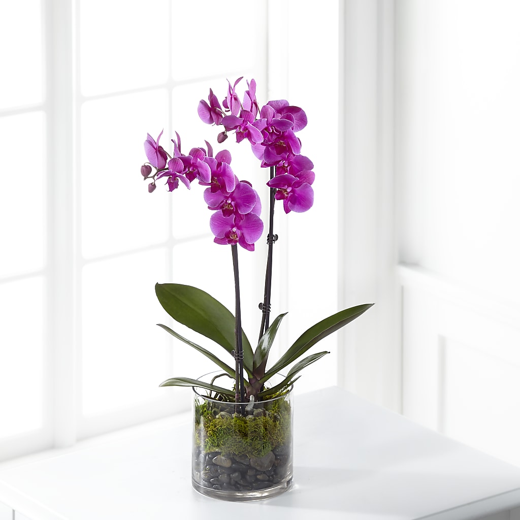 Pink Orchid Plant – Grass Valley Florist, Grass Valley CA