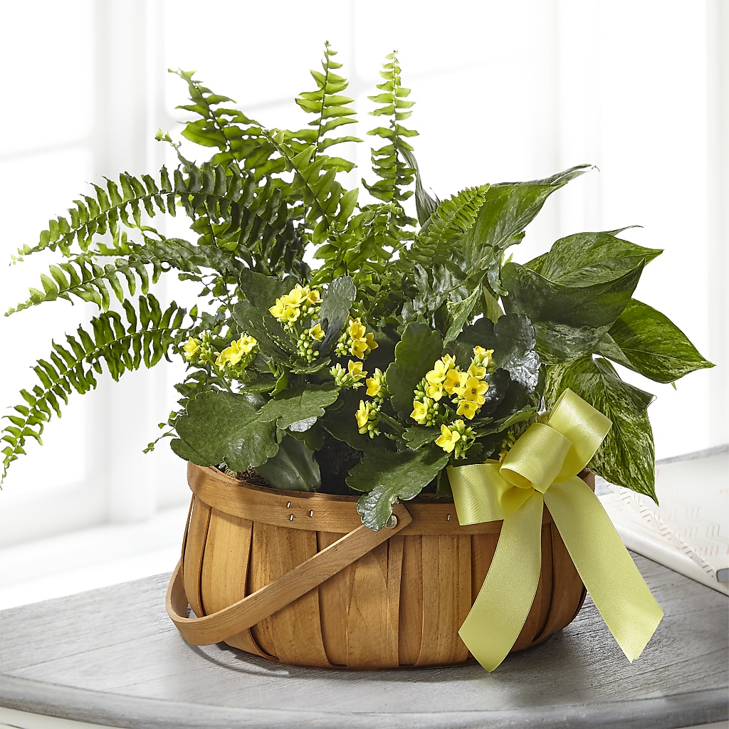 Always Dear Dishgarden – Grass Valley Florist, Grass Valley CA
