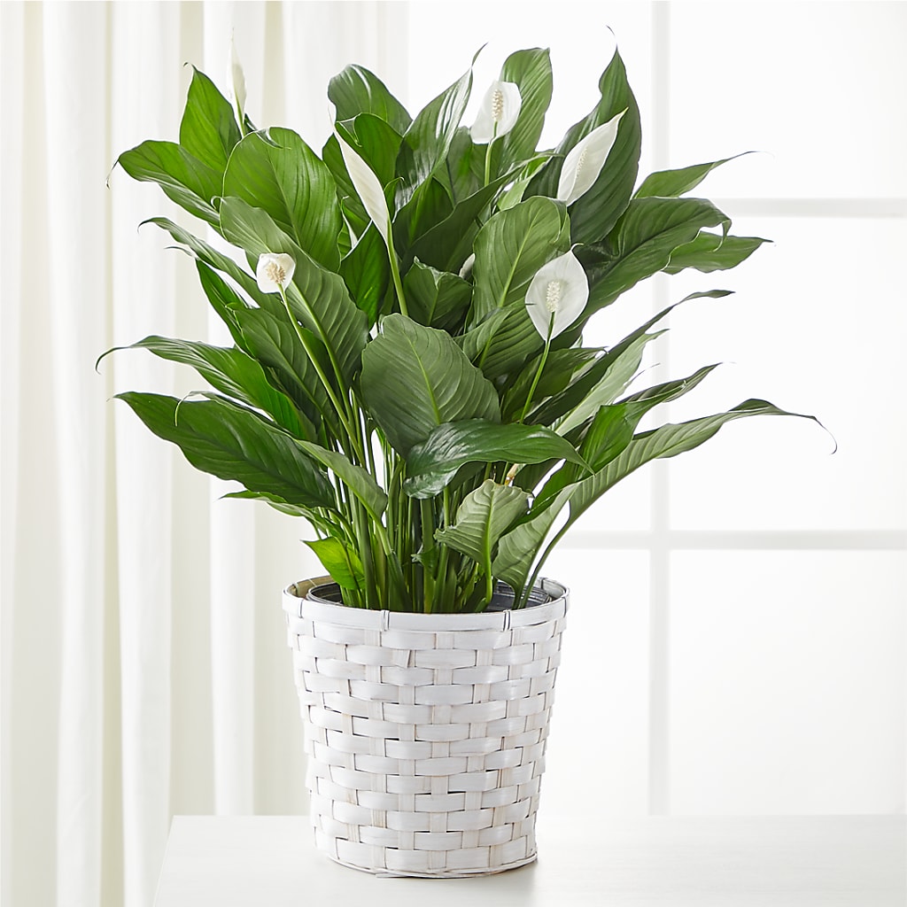 A New Leaf Peace Lily – Grass Valley Florist, Grass Valley CA