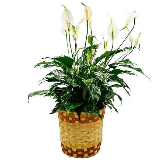 Peace Lily Basket - Medium