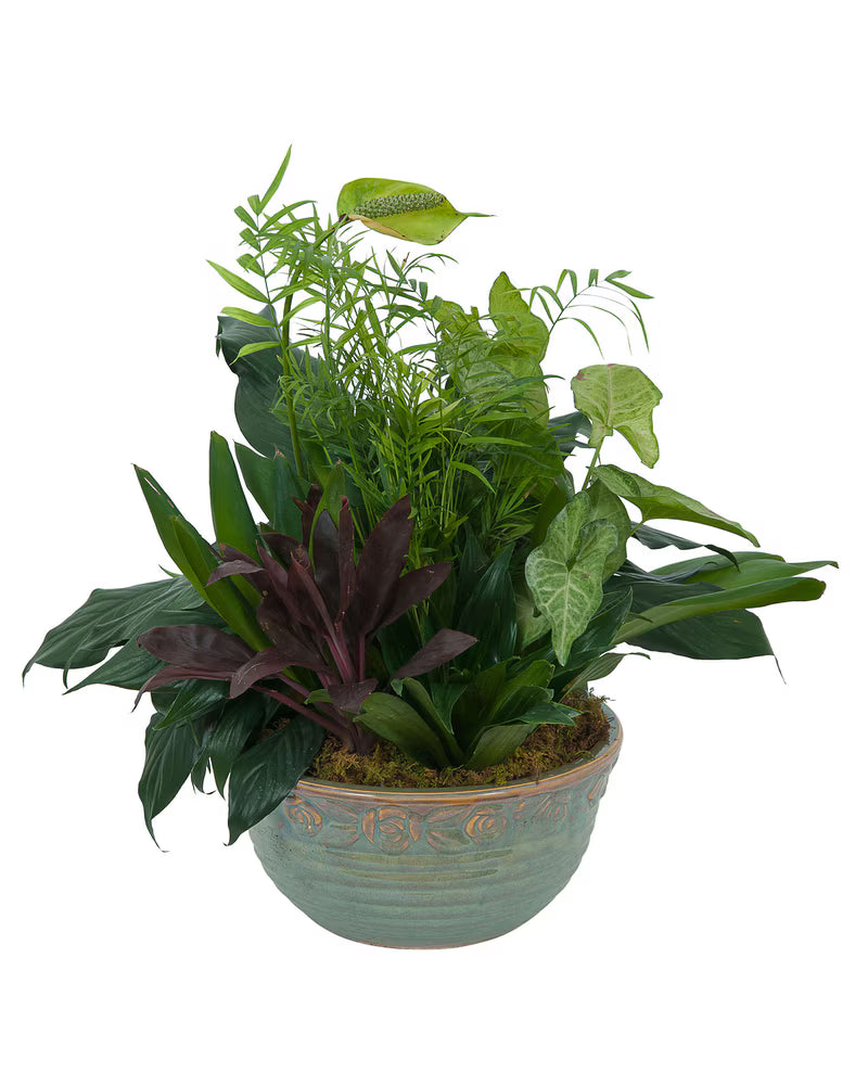 Medium Dish Garden – Grass Valley Florist, Grass Valley CA