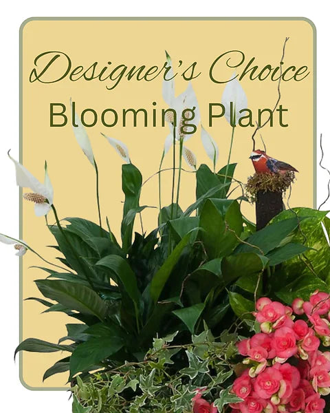 Blooming Plant Deal of the Day – Grass Valley Florist, Grass Valley CA