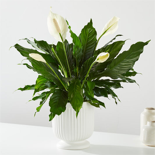 Comfort Planter –  Grass Valley Florist, Grass Valley CA