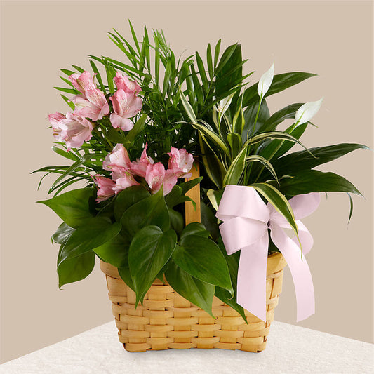 Living Spirit Dishgarden –  Grass Valley Florist, Grass Valley CA