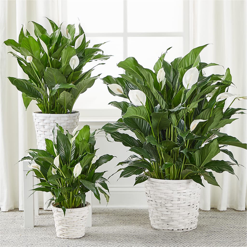 A New Leaf Peace Lily –  Grass Valley Florist, Grass Valley CA