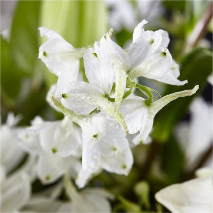 Classic Ivory – A Florist Original –  Grass Valley Florist, Grass Valley CA