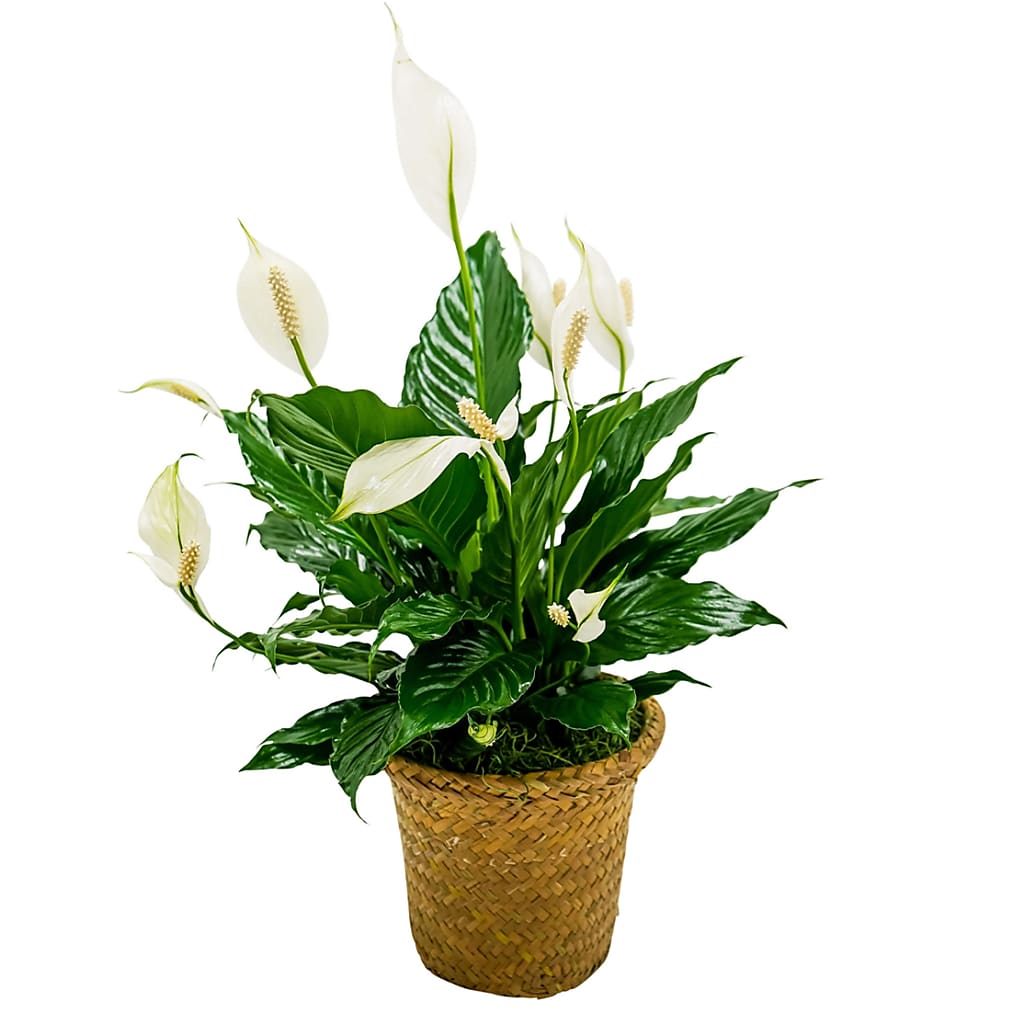 Peace Lily Basket - Small
