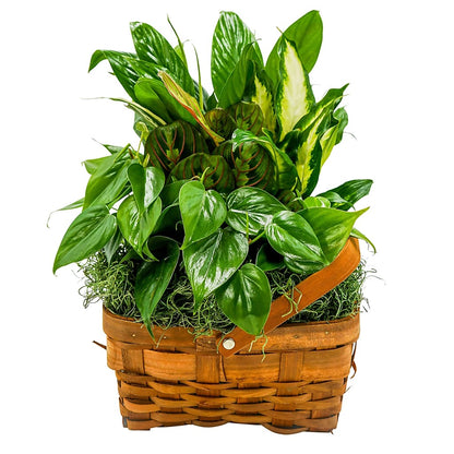 Forever Green Mixed Basket –  Grass Valley Florist, Grass Valley CA
