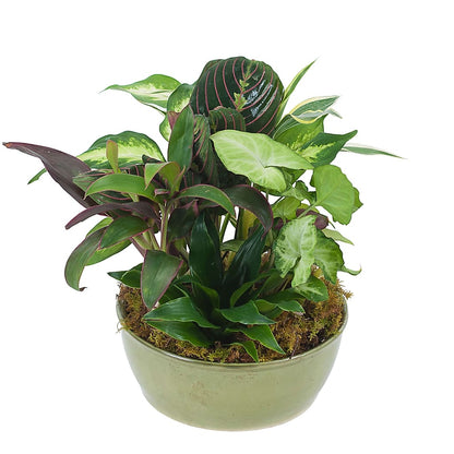 Small Dish Garden –  Grass Valley Florist, Grass Valley CA