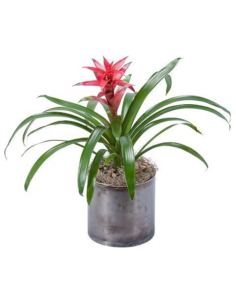 Bromeliad –  Grass Valley Florist, Grass Valley CA