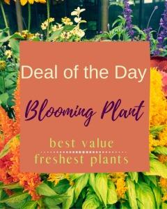 Blooming Plant Deal of the Day