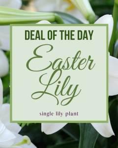 Easter Lily Plant –  Grass Valley Florist, Grass Valley CA