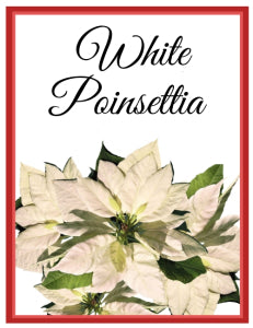 White Poinsettia