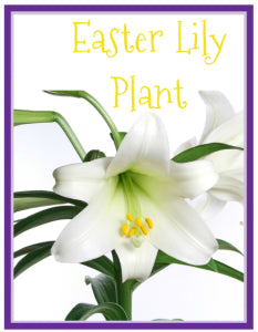 Easter Lily